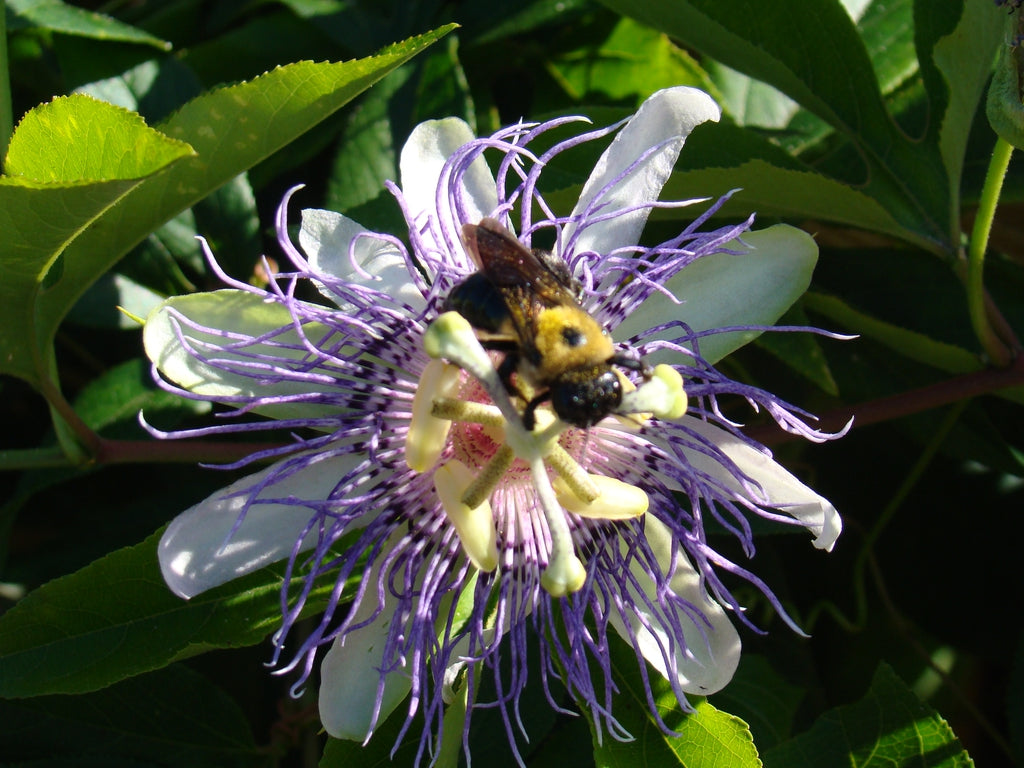 A bee pollinating a passion fruit flower self-pollination