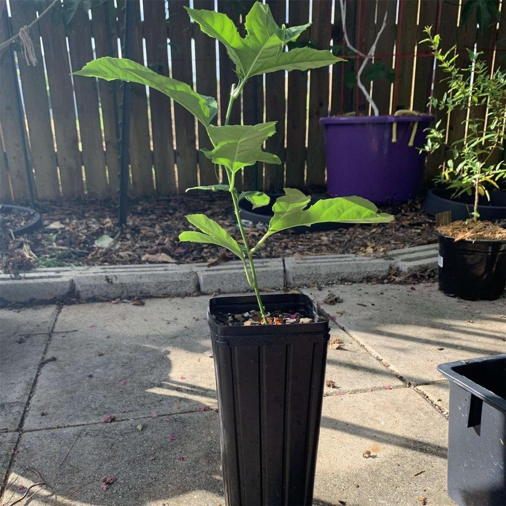 Possum purple passion fruit live plant that grows very fast