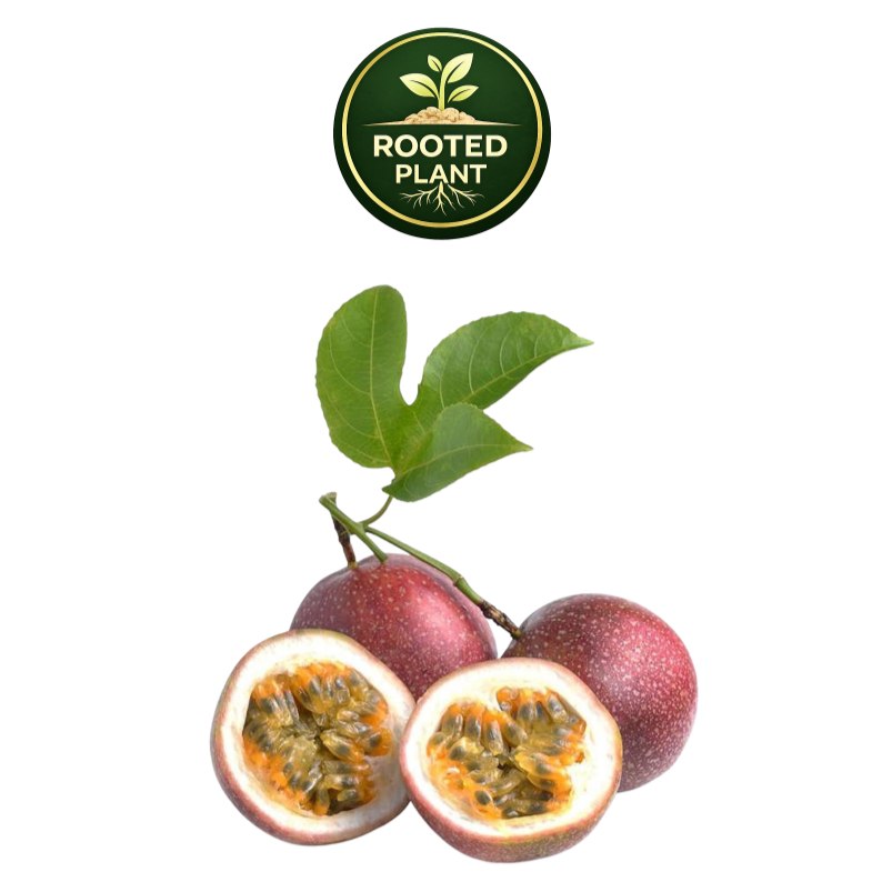 Three whole and two halved passion fruit fruits with green leaves, shown on a white background with a circular 'Rooted Plant' logo above.
