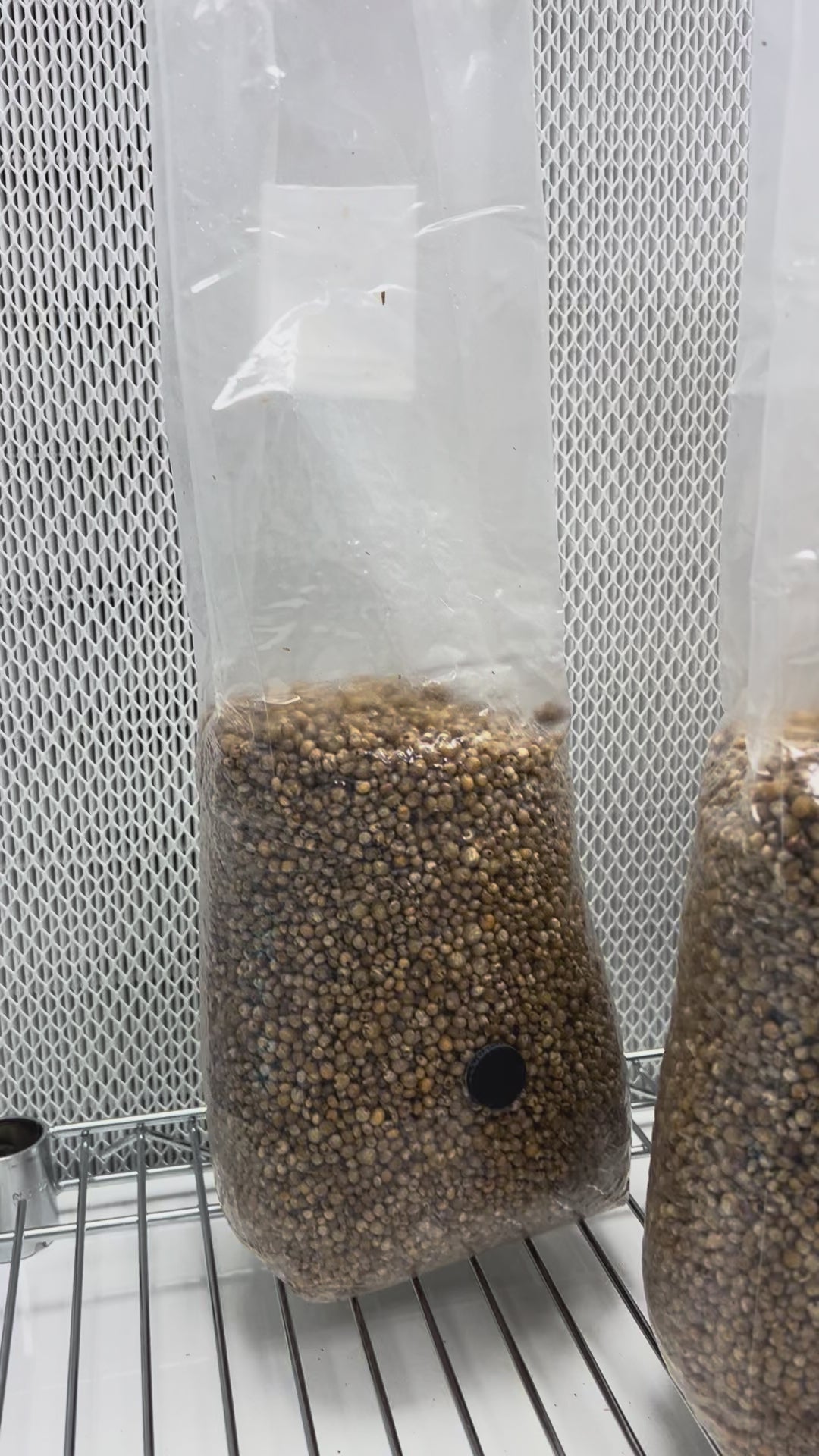 Grain Spawn Kit - Choose Your Species