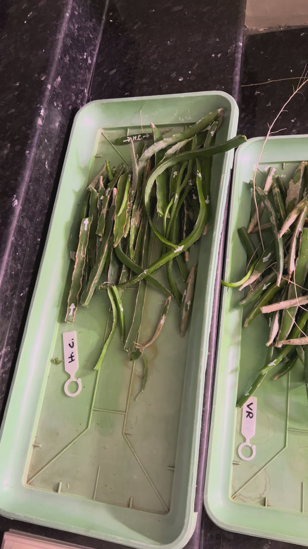 Video of dragon fruit cuttings