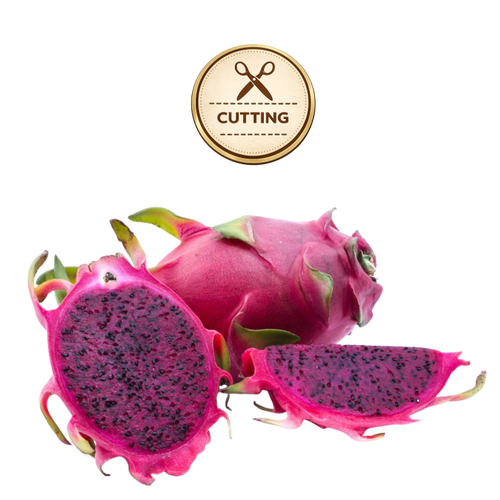 Three purple haze dragon fruit pieces on a white background: one whole fruit, one sliced open showing dark purple flesh with black seeds, and one thick slice. A circular gold badge above reads 'CUTTING' with scissors icon.