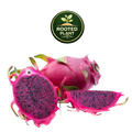 Three purple haze dragon fruit pieces on a white background: one whole fruit, one sliced open showing dark purple flesh with black seeds, and one half sliced. A circular green and gold 'ROOTED PLANT' logo appears above the fruit.