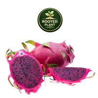 Three purple haze dragon fruit pieces on a white background: one whole fruit, one sliced open showing dark purple flesh with black seeds, and one half sliced. A circular green and gold 'ROOTED PLANT' logo appears above the fruit.