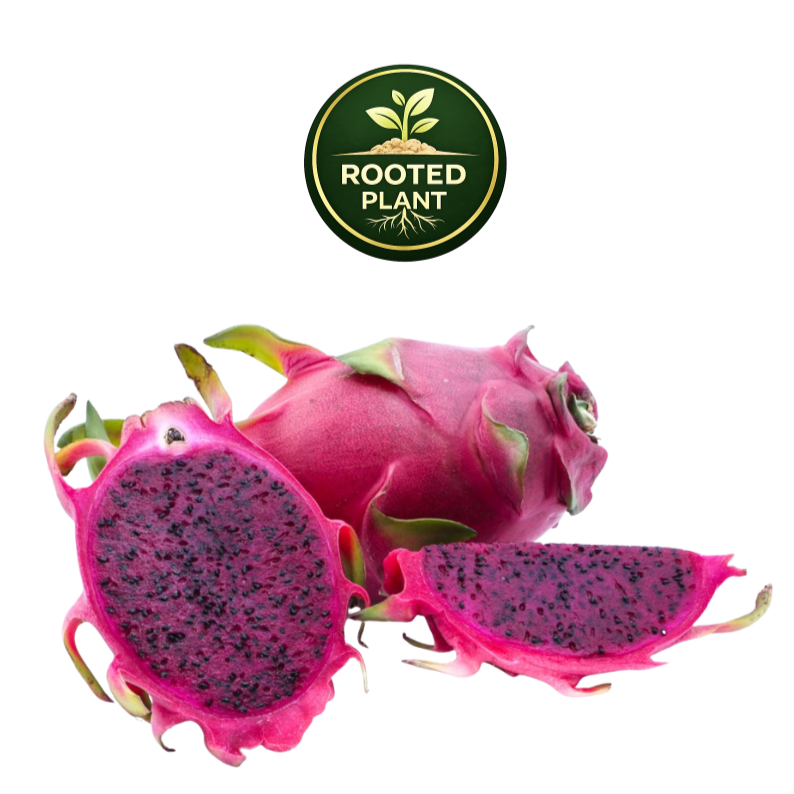 Three purple haze dragon fruit pieces on a white background: one whole fruit, one sliced open showing dark purple flesh with black seeds, and one half sliced. A circular green and gold 'ROOTED PLANT' logo appears above the fruit.