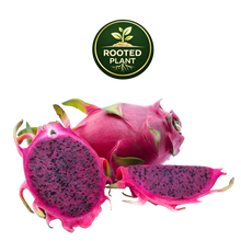 Load image into Gallery viewer, Three purple haze dragon fruit pieces on a white background: one whole fruit, one sliced open showing dark purple flesh with black seeds, and one half sliced. A circular green and gold 'ROOTED PLANT' logo appears above the fruit.
