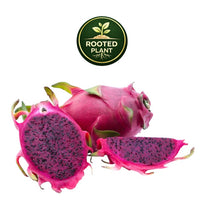 Three purple haze dragon fruit pieces on a white background: one whole fruit, one sliced open showing dark purple flesh with black seeds, and one half sliced. A circular green and gold 'ROOTED PLANT' logo appears above the fruit.