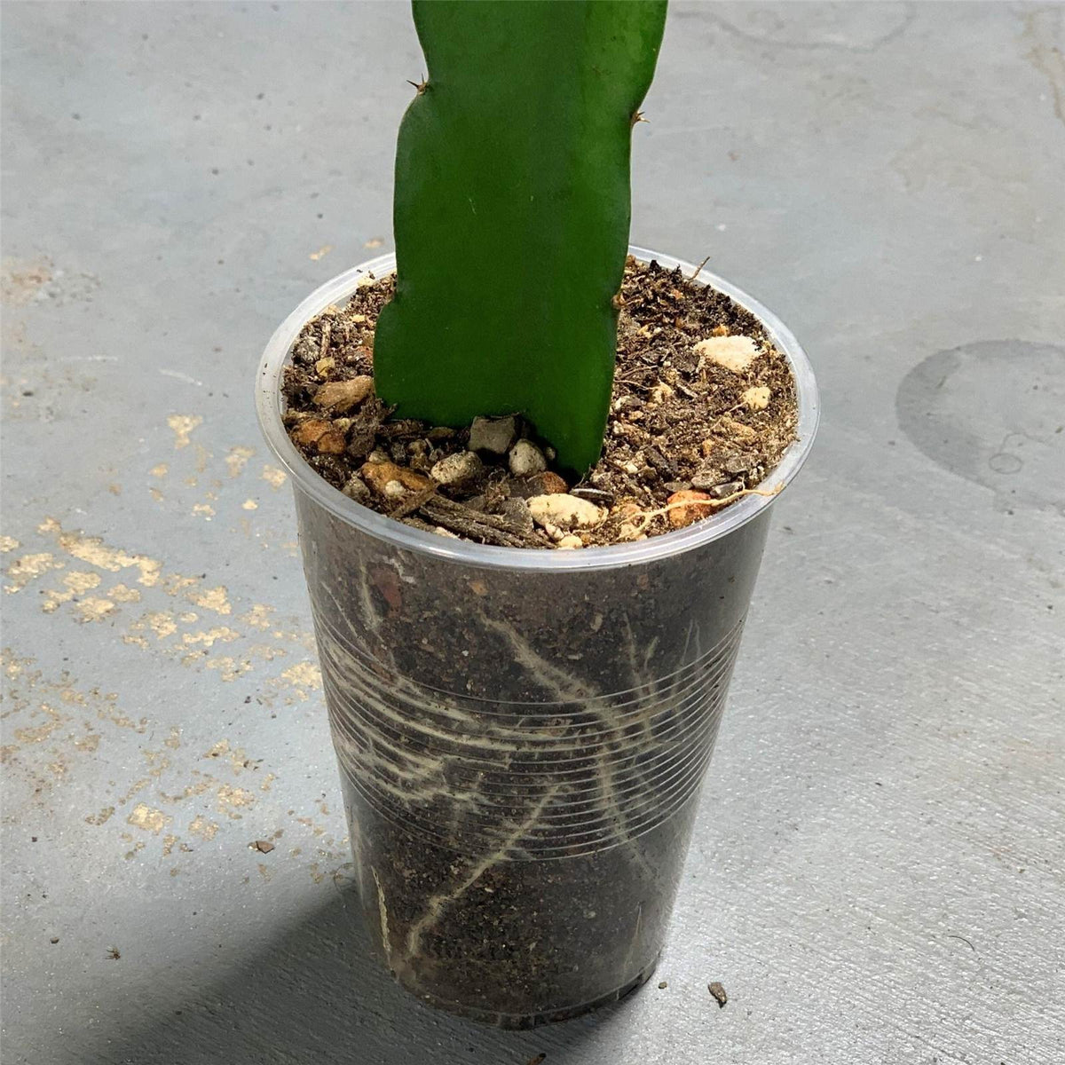 Amazing healthy white roots on purple haze dragon fruit pitaya live plant