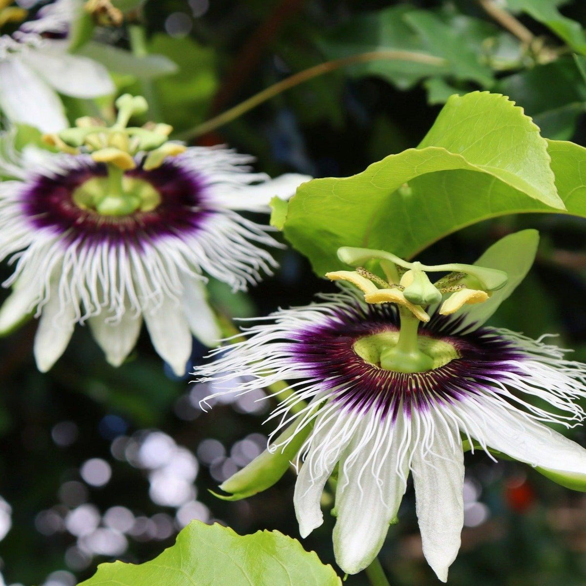 Passiflora edulis in bloom beautiful that can be self pollinated very easily