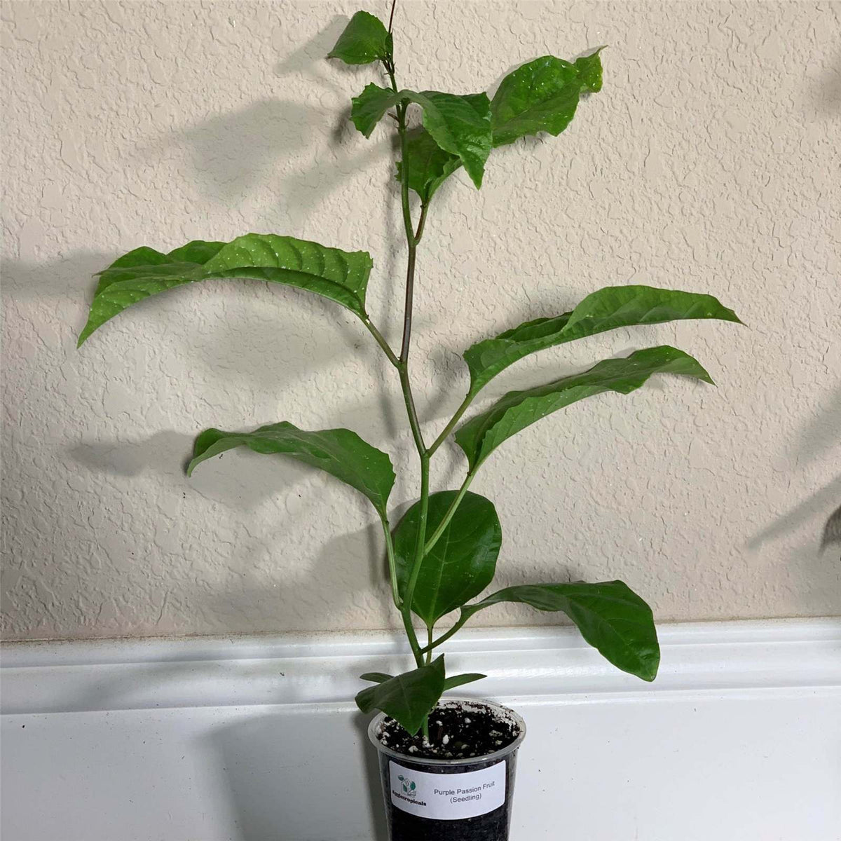 Passiflora edulis purple passion fruit seedling length
