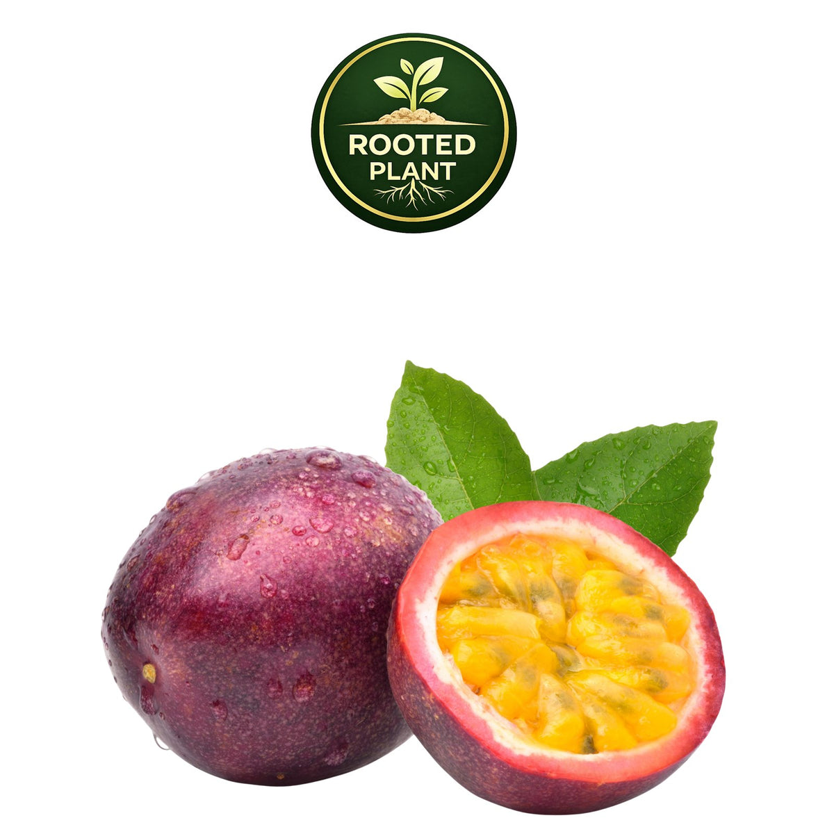 A whole and halved purple passion fruit with bright yellow-orange seeds and green leaves, shown on a white background with a green 'Rooted Plant' logo at the top.