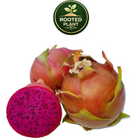 Three Shayna dragon fruit fruits on a white background, with one cut in half to show the bright magenta flesh and black seeds. A green circular 'Rooted Plant' logo is positioned above the fruits.