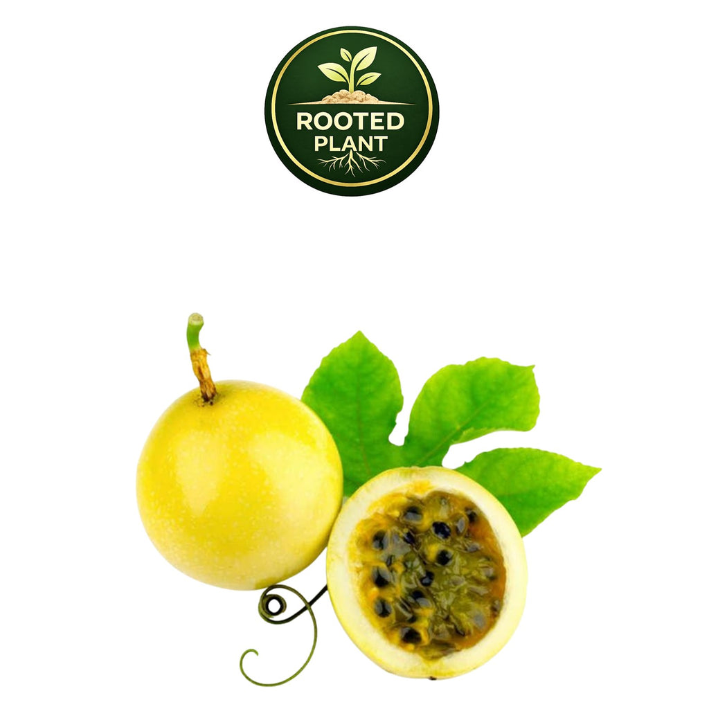 A yellow百香果 (passion fruit) whole and halved with green leaves, shown on a white background with a 'Rooted Plant' logo at the top.