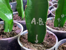 Load image into Gallery viewer, American-beauty-rooted-plants
