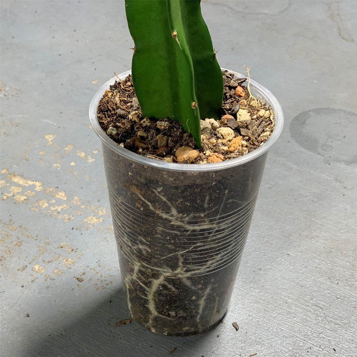 Well rooted vietnamese red dragon fruit live plant