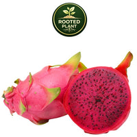 A whole and halved dragon fruit on a white background, with a green circular 'Rooted Plant' logo above it. The fruit has bright pink skin and a deep magenta-red interior with small black seeds.