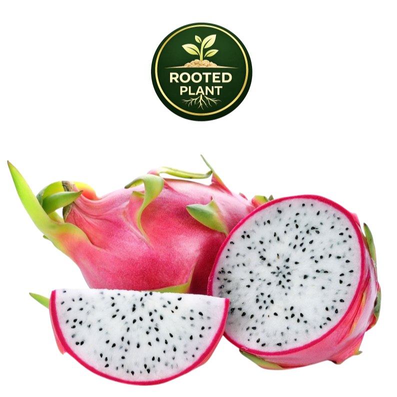Dragon fruit shown on a white background, including a whole pink-skinned dragon fruit, a sliced half showing white flesh with black seeds, and a wedge slice. A circular 'Rooted Plant' logo appears at the top center.