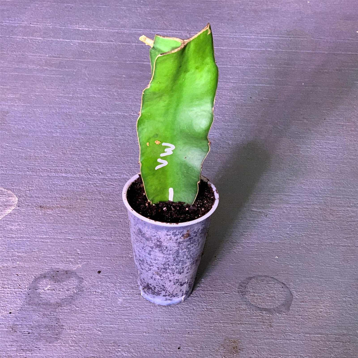 Self pollinating vietnamese white giant dragon fruit well rooted healthy and ready to be shipped