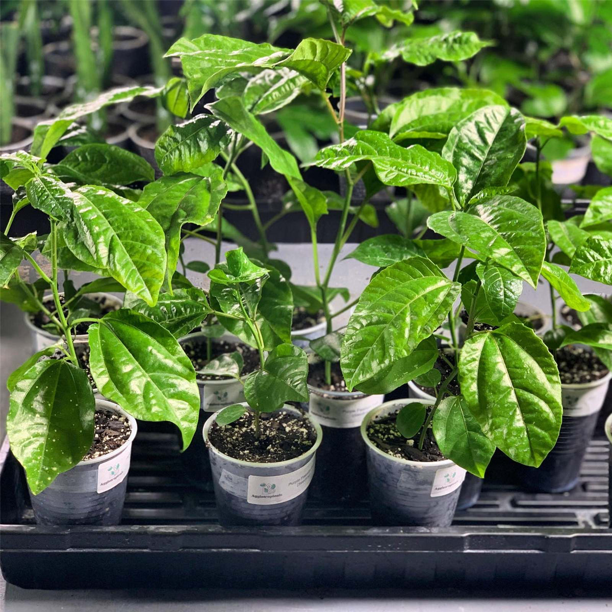 Seed grown yellow passion fruit variety