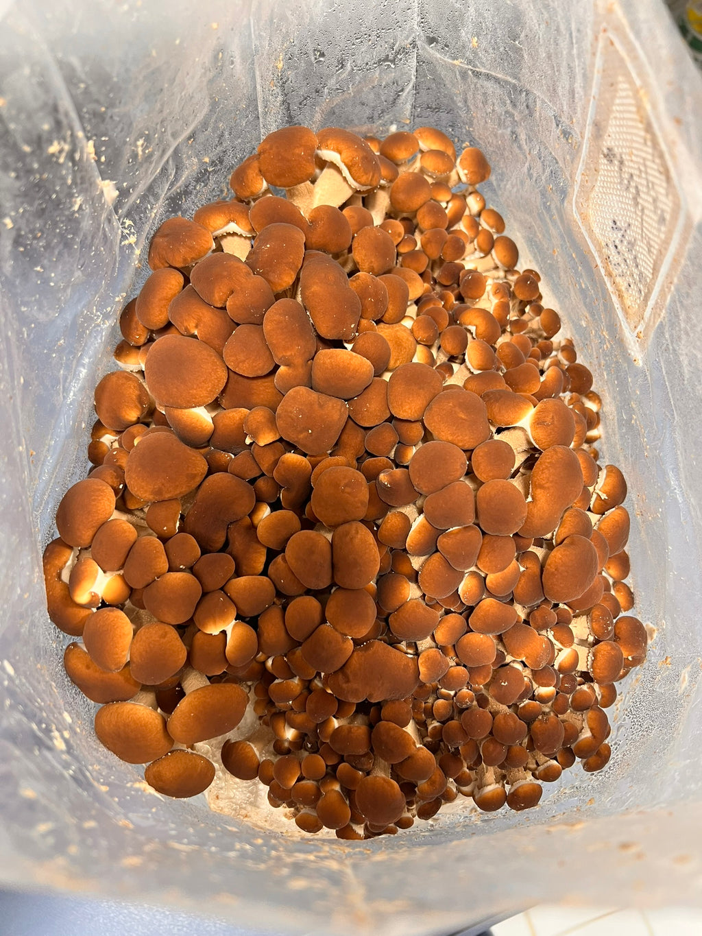 A cluster of small brown pioppino mushrooms growing inside a clear plastic bag or container.