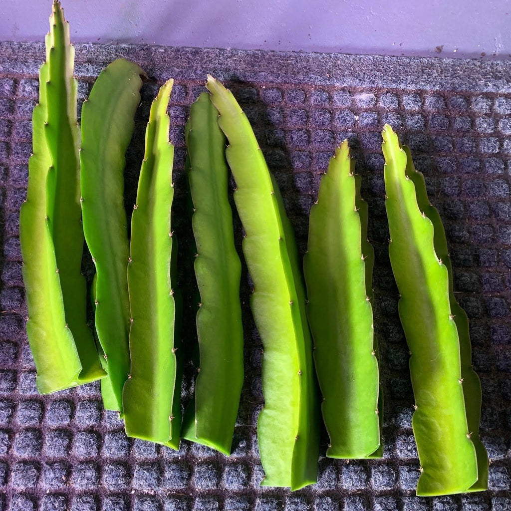 Fresh cuttings from vietnamese white dragon fruit 