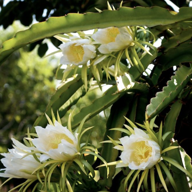 Vietnamese white dragon fruit in full bloom at aggietropicals
