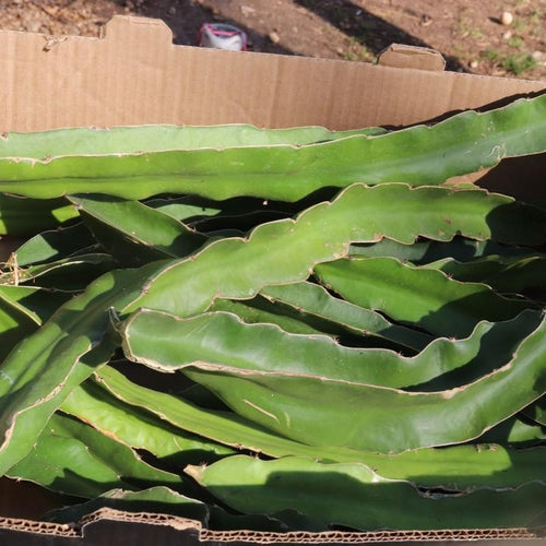 Fresh dragon fruit pitaya cuttings thick and healthy