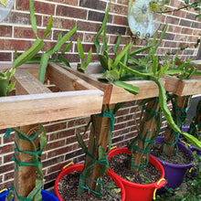 Load image into Gallery viewer, Vietnamese red giant variety of dragonfruit mature and growing on a wooden trellis support
