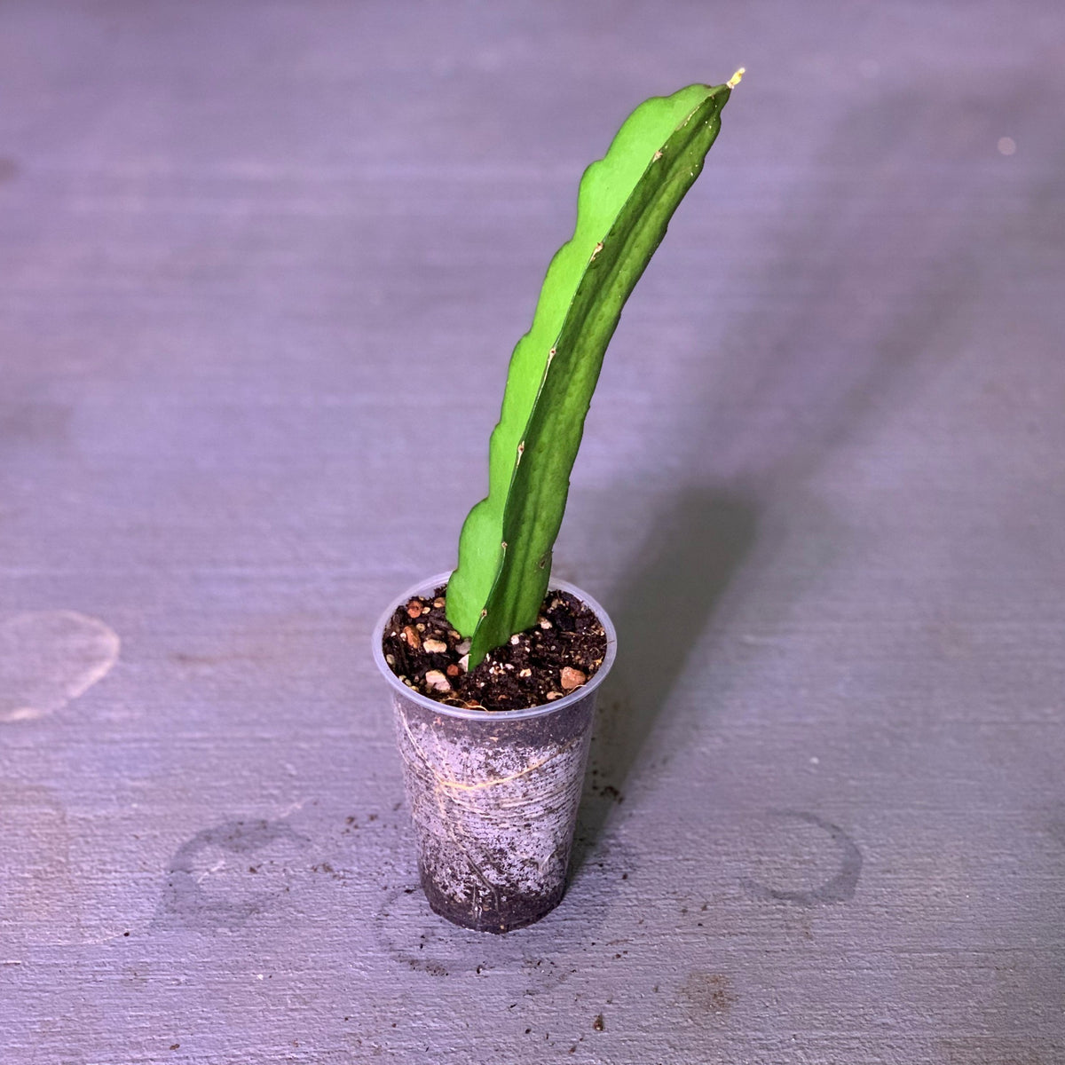 long rooted live dragon fruit plant that is mature and produces flower and fruit related to the shayna variety which can be produced by self pollination and does not require cross pollination
