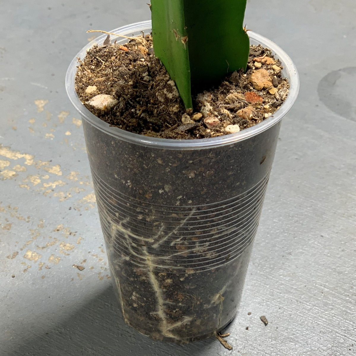 mature dragon fruit will flower and fruit the wonderful shayna variety of dragon fruit