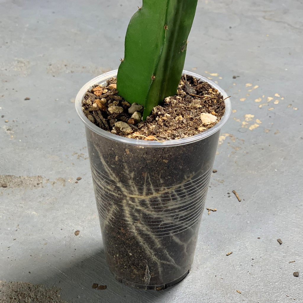 Stunning roots on vietnamese giant pitaya plant