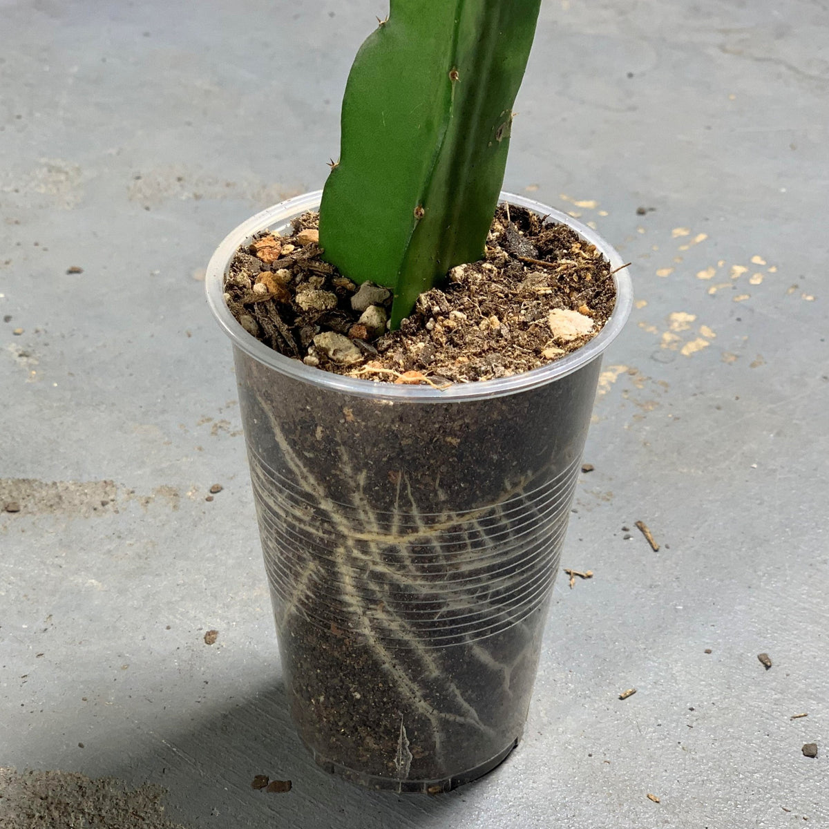 Stunning roots on vietnamese giant pitaya plant