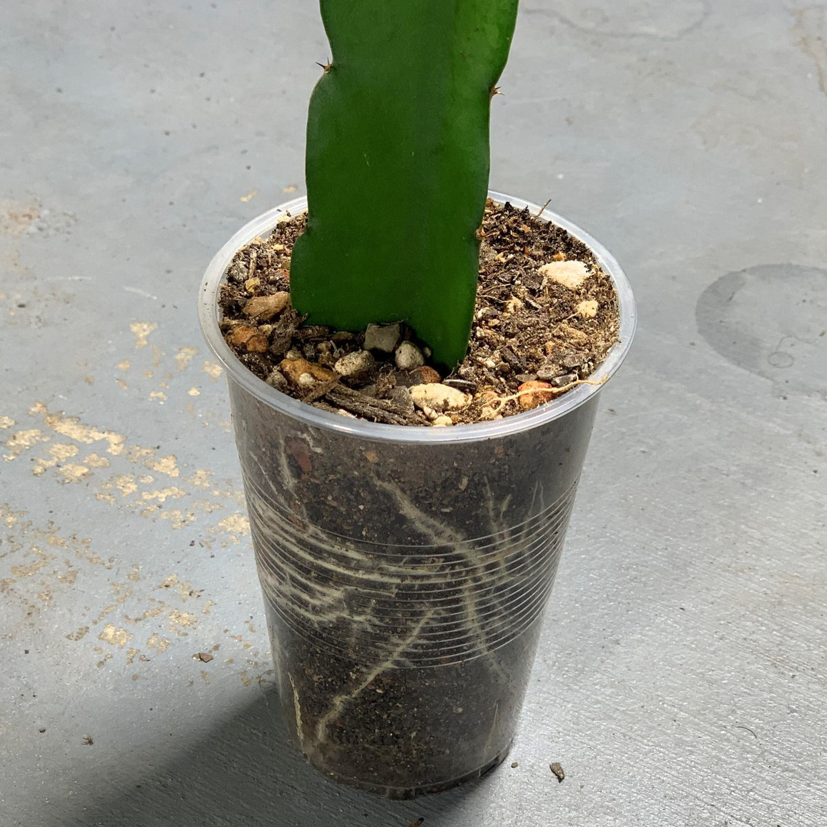 Amazing healthy white roots on purple haze dragon fruit pitaya live plant