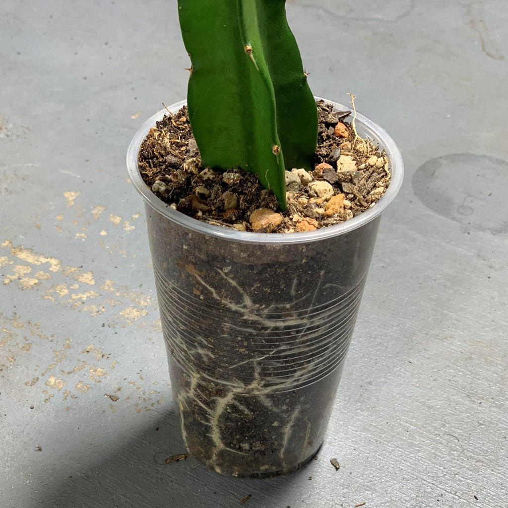 Well rooted vietnamese red dragon fruit live plant