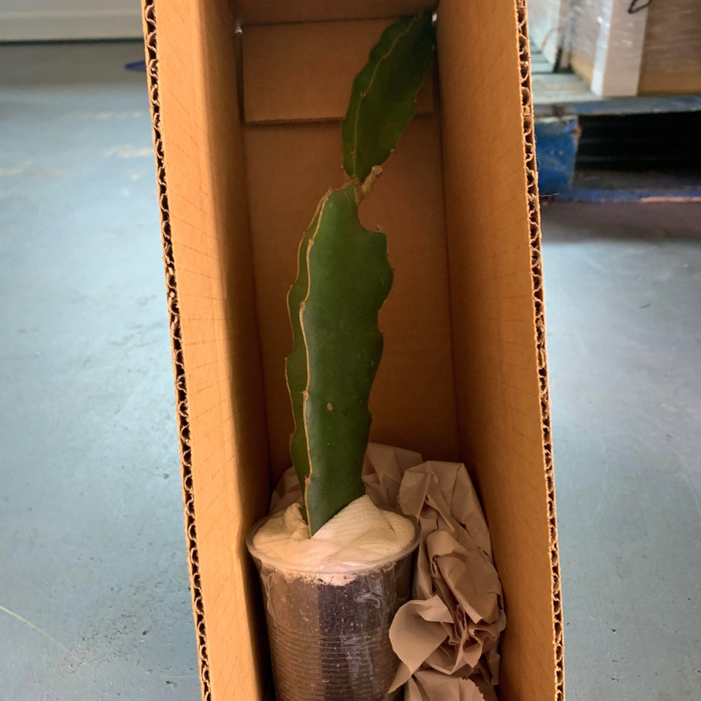 Vietnamese red being healthy packed and shipped for free