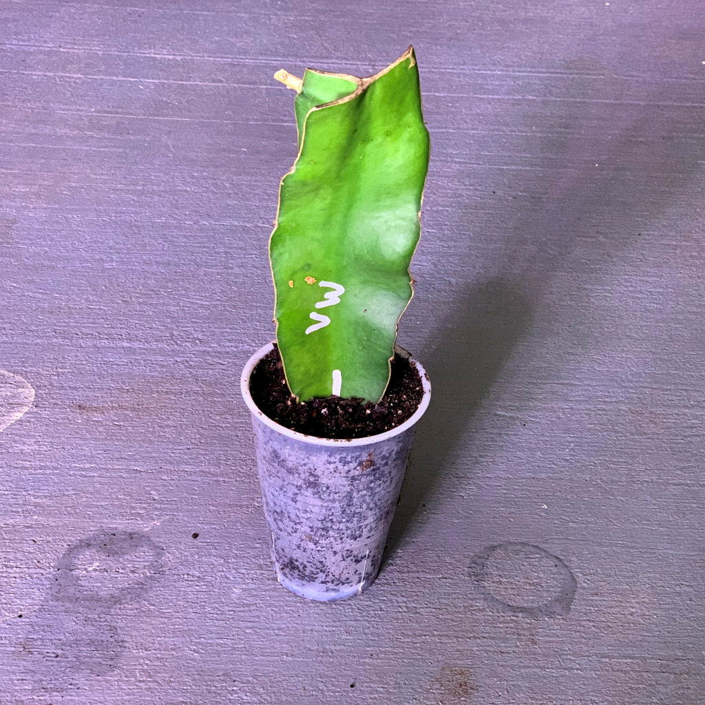 Self pollinating vietnamese white giant dragon fruit well rooted healthy and ready to be shipped