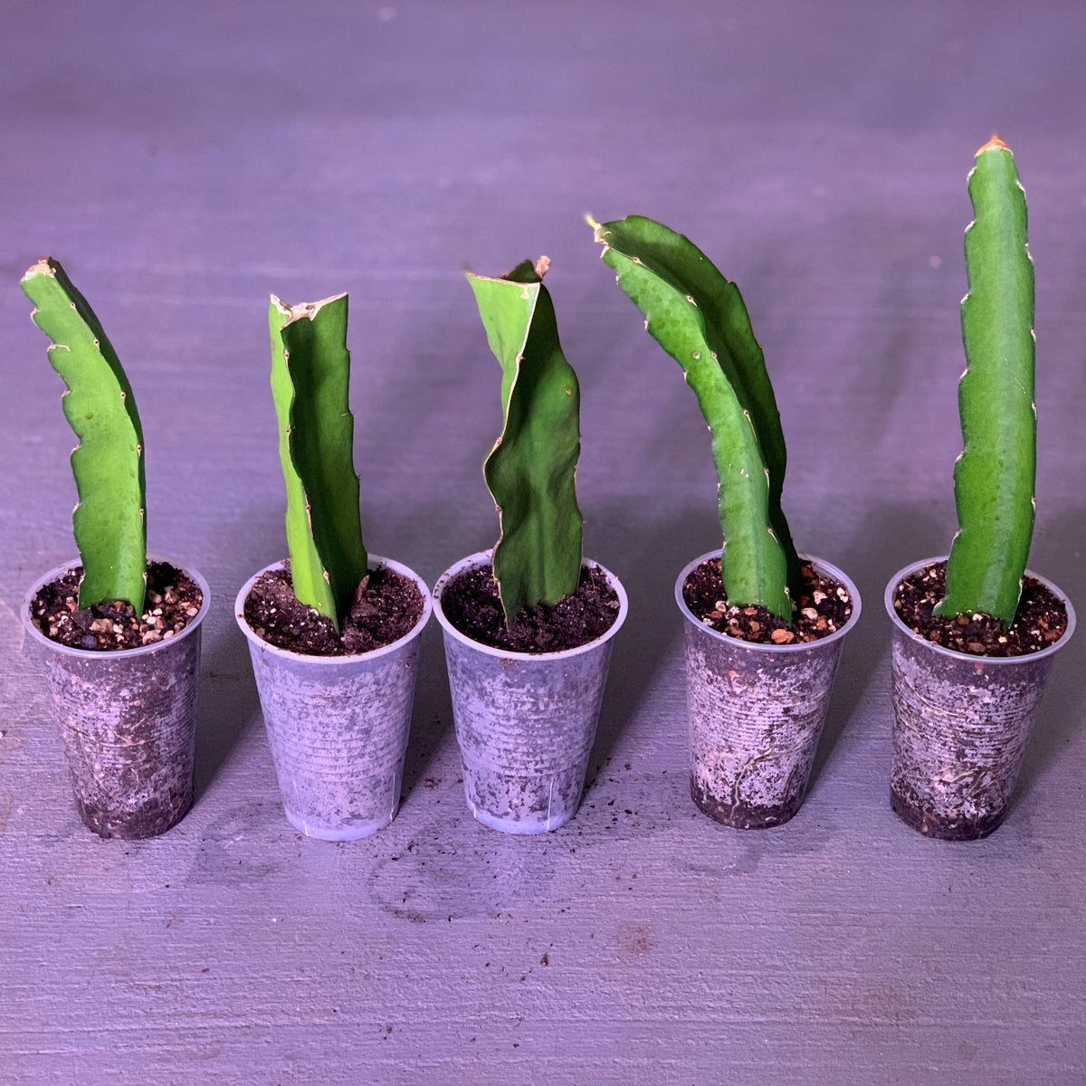 Mature green and organic vietnamese white cutting ready for a new home