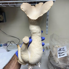 Load image into Gallery viewer, King Oyster Mushroom
