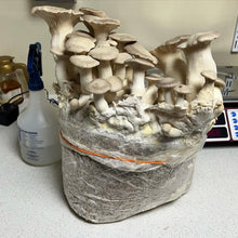 Load image into Gallery viewer, King Oyster Mushroom

