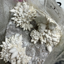 Load image into Gallery viewer, King Oyster Mushroom
