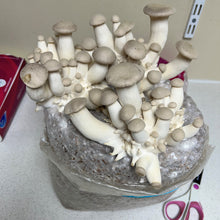 Load image into Gallery viewer, King Oyster Mushroom
