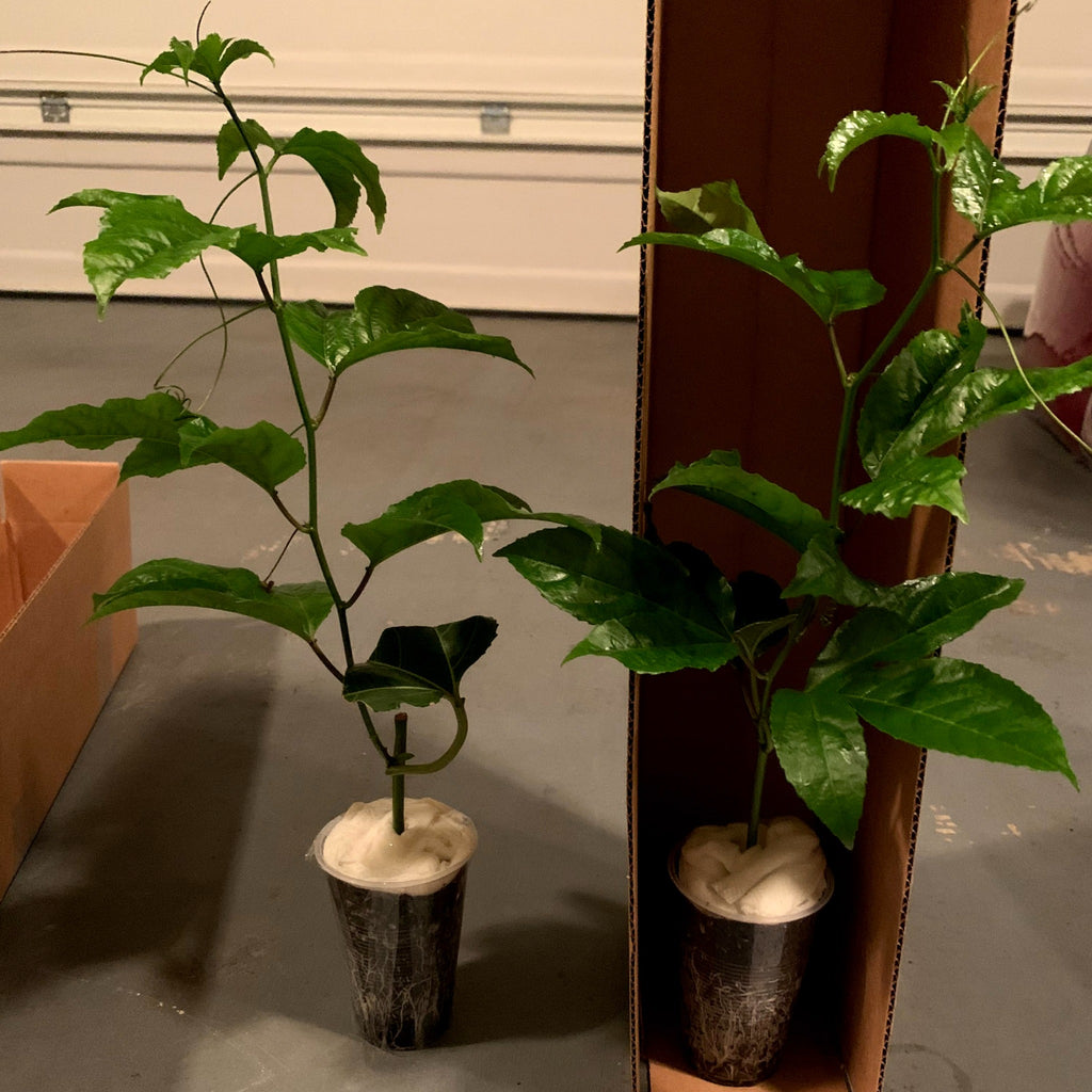Purple passion fruit live plant from aggietropicals