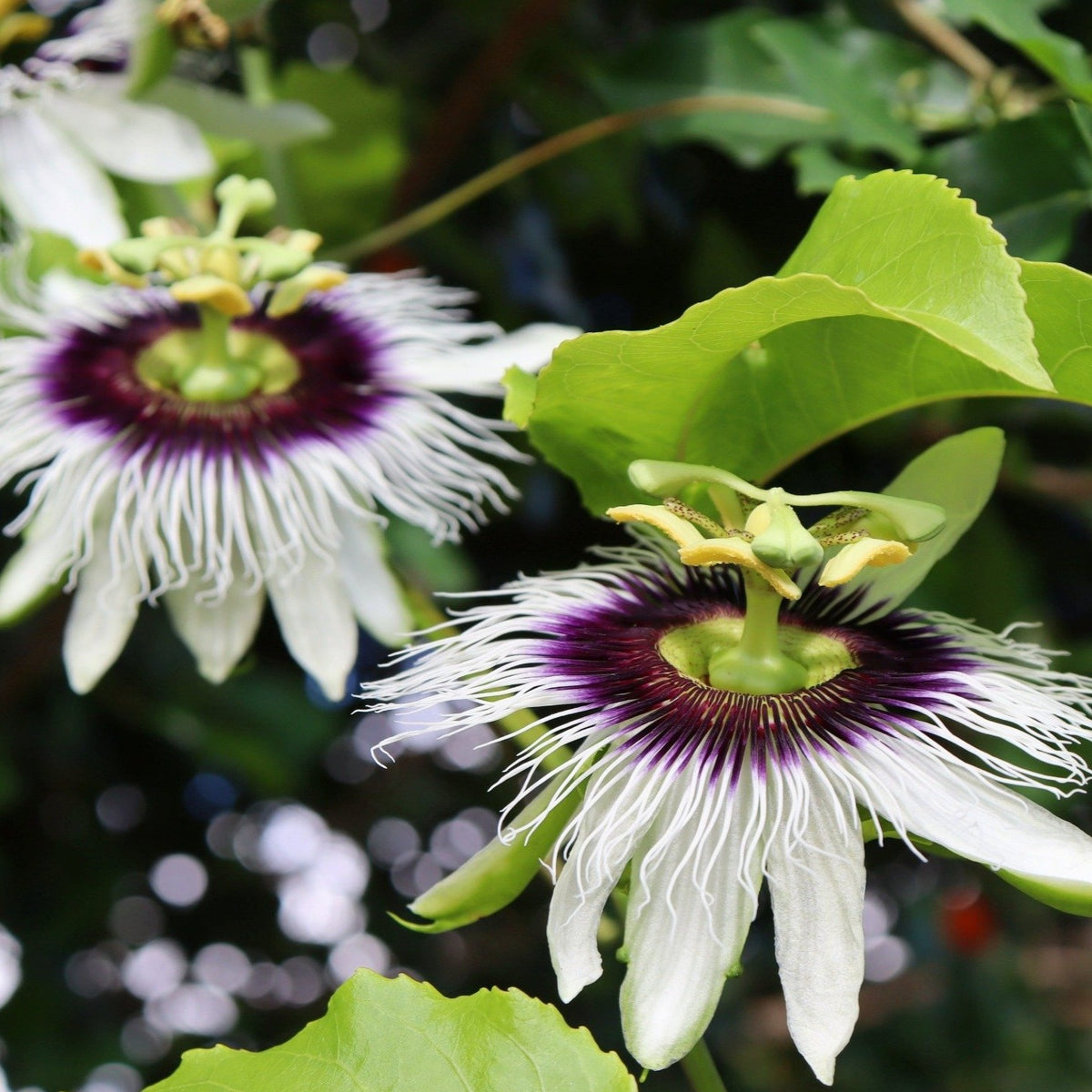 Passiflora edulis in bloom beautiful that can be self pollinated very easily