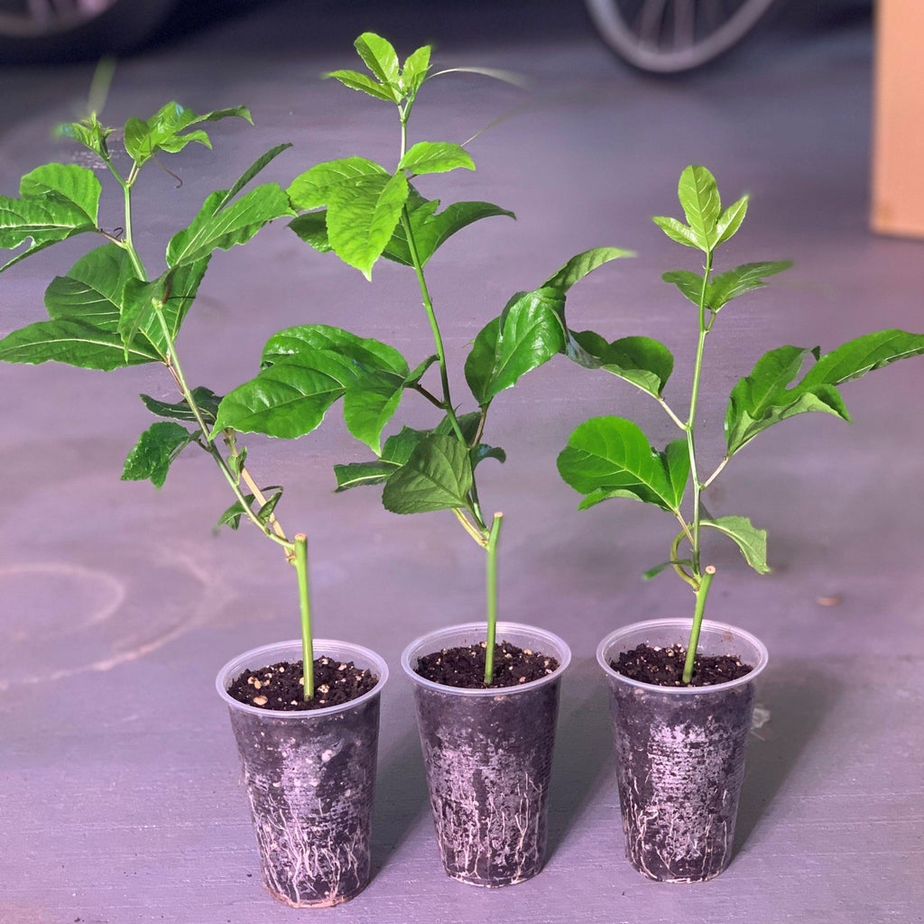 Passion fruit rooted live plant passiflora edulis that can handle draught