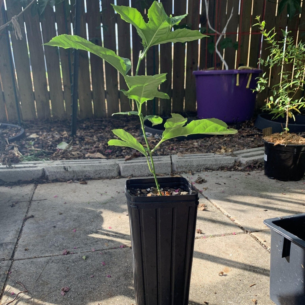 Possum purple passion fruit live plant that grows very fast