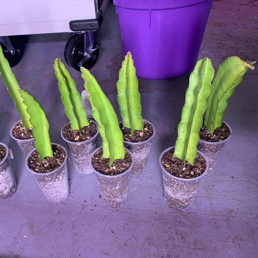 perfect dragon fruit cuttings for the home garden these cuttings are from purple haze variety