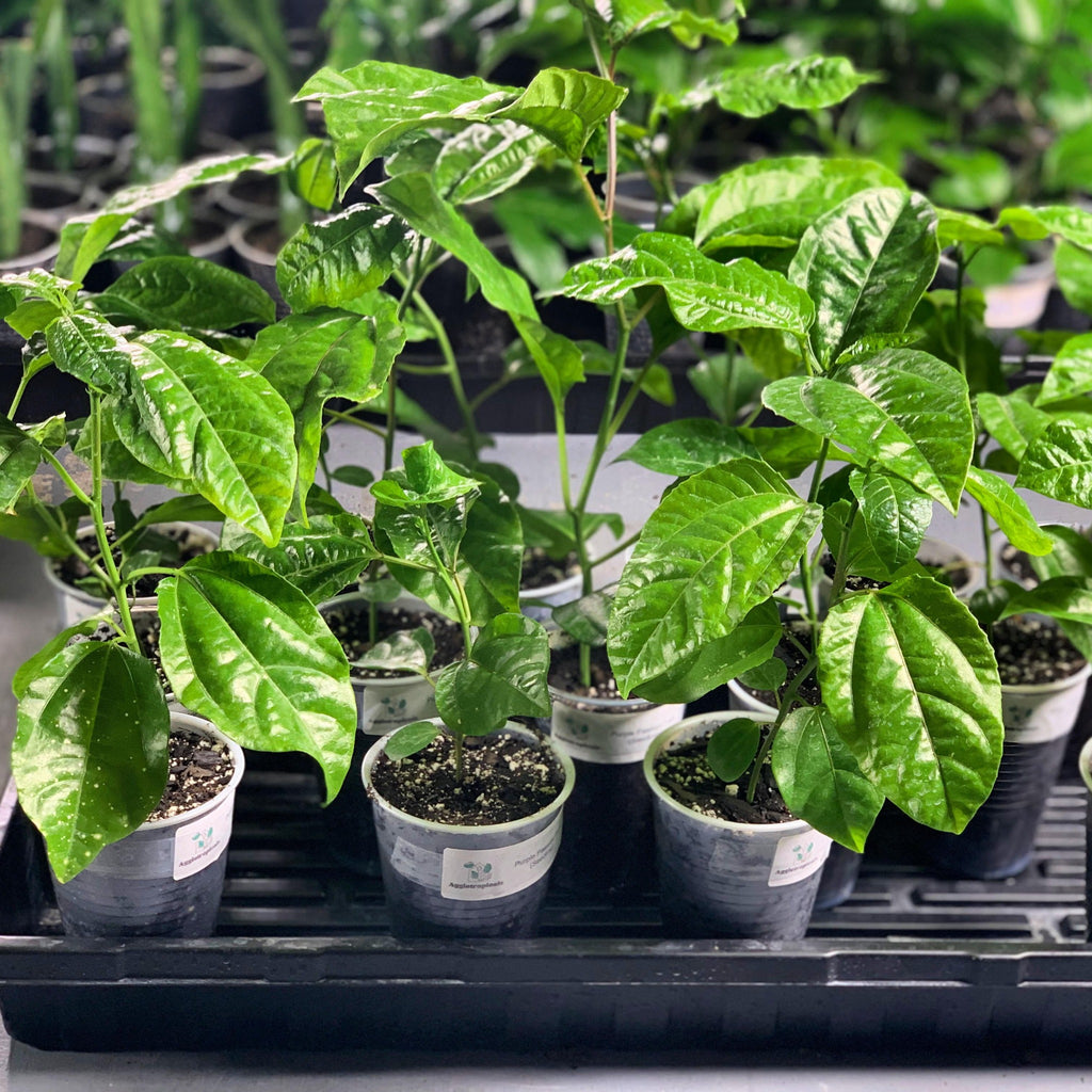 Seed grown yellow passion fruit variety