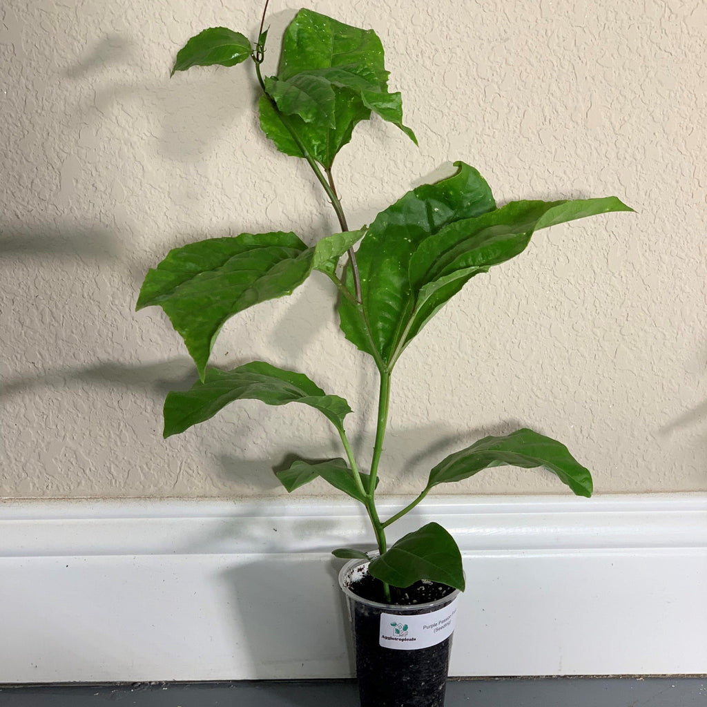 Purple passion fruit seedling passiflora edulis