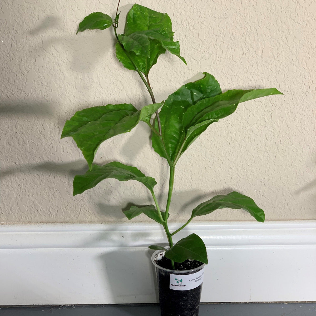 Purple passion fruit seedling passiflora edulis