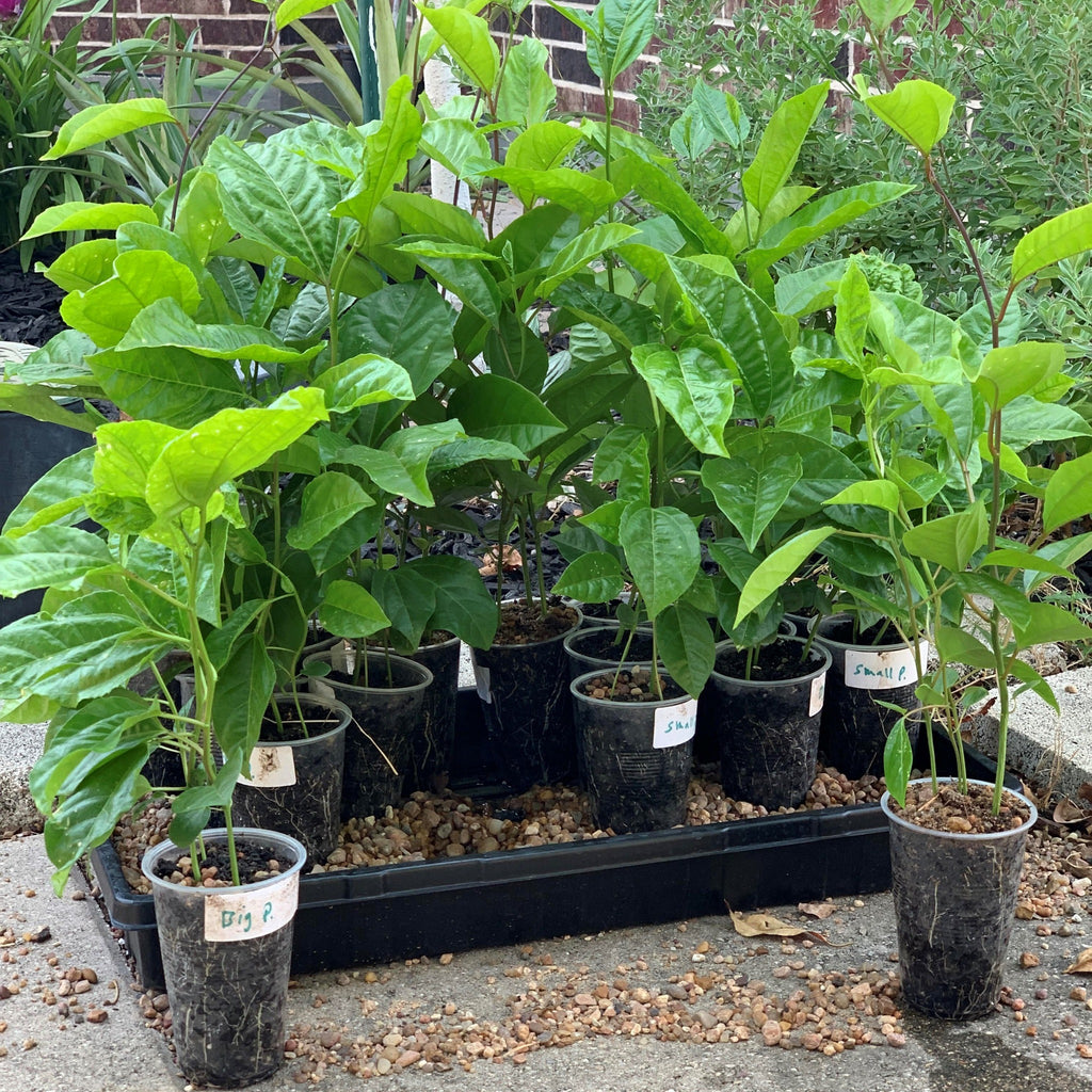 Yellow passion fruit live plants grown from seeds